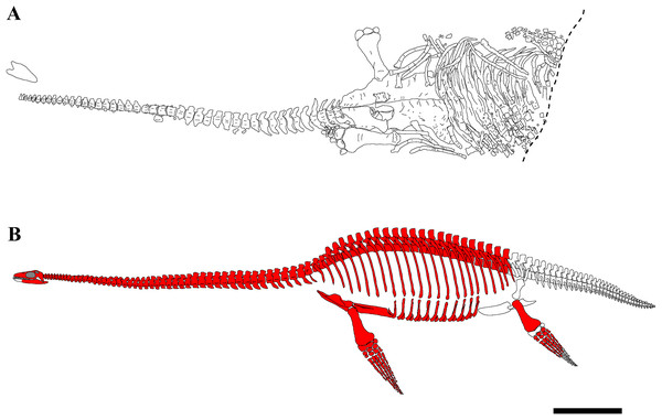 Figure 2: Quarry map and reconstruction of PMO 224.248. (A) Drawing from a combination of field and laboratory drawings in ventral view (modified from Delsett et al. (2016) ); (B) skeletal reconstruction of PMO 224.248, where red indicates preserved elements. Scale bar equals 50 cm. Drawn by Aubrey Jane Roberts. Download full-size image DOI: 10.7717/peerj.8652/fig-2