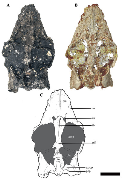 Figure 3: The cranium of Ophthalmothule cryostea , PMO 224.248 in dorsal view. (A) Photo of PMO 224.248, (B) µCT reconstruction and (C) interpretation. Abbreviations: bo, basioccipital; en, external naris; ex-op, exoccipital-opisthotic; f, frontal; ifv, interfrontal vacuity; mx, maxilla; p, parietal; pif, pineal foramen; pm, premaxilla; pop, paraoccipital process; q, quadrate; so, supraoccipital; sq, squamosal; tfen, temporal fenestra. Scale bar equals 5 cm. Photograph and reconstruction by Aubr