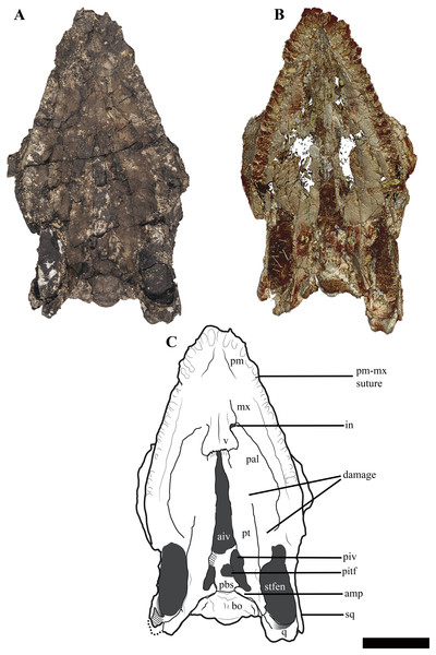 Figure 4: The cranium of Ophthalmothule cryostea , PMO 224.248 in palatal view. (A) Photo, (B) µCT reconstruction and (C) interpretation. Abbreviations: aiv, anterior interpterygoid vacuity; bo, basioccipital; in, internal naris; mx, maxilla; pal, palatine; pbs, parabasisphenoid; pitf, pituitary fossa; piv, posterior interpterygoid vacuity; pm, premaxilla; pt, pterygoid; q, quadrate; sq, squamosal; stfen, subtemporal fenestra; v, vomer. Scale bar equals 5 cm. Photograph and reconstruction by Aub