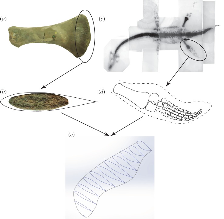 Methodology used to obtain flipper geometry. ( a ) X-ray of the Collard plesiosaur full fossil. ( b ) Drawing of the planform of the hind flipper of the Collard plesiosaur showing estimated soft tissue outline. ( c ) Femur of Muraenosaurus leedsii NHMUK R2428. ( d ) Distal end of the femur of M. leedsii , with surrounding Eppler E387 profile. ( e ) Final flipper geometry in isometric view. (Online version in colour.)