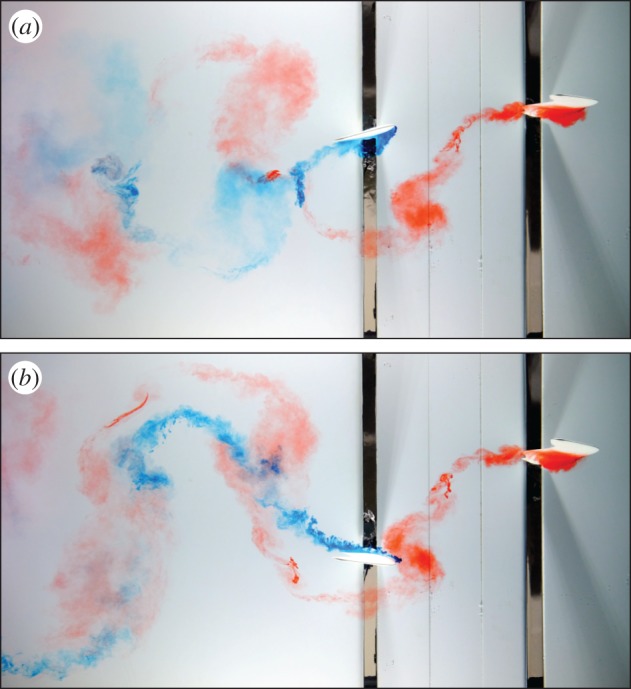 Flow visualization of flippers. ( a ) High-thrust interaction. ( b ) Low-thrust interaction. The water is moving from right to left, and the fore foil is near the top of its flapping cycle, commencing the down-stroke in both images. Red dye is injected from the fore flipper, blue dye from the hind flipper. In the high-thrust interaction ( a ), the hind flipper weaves in between the vortices that have been shed from the fore flipper, and the red and blue vortices merge to create a strong and thin