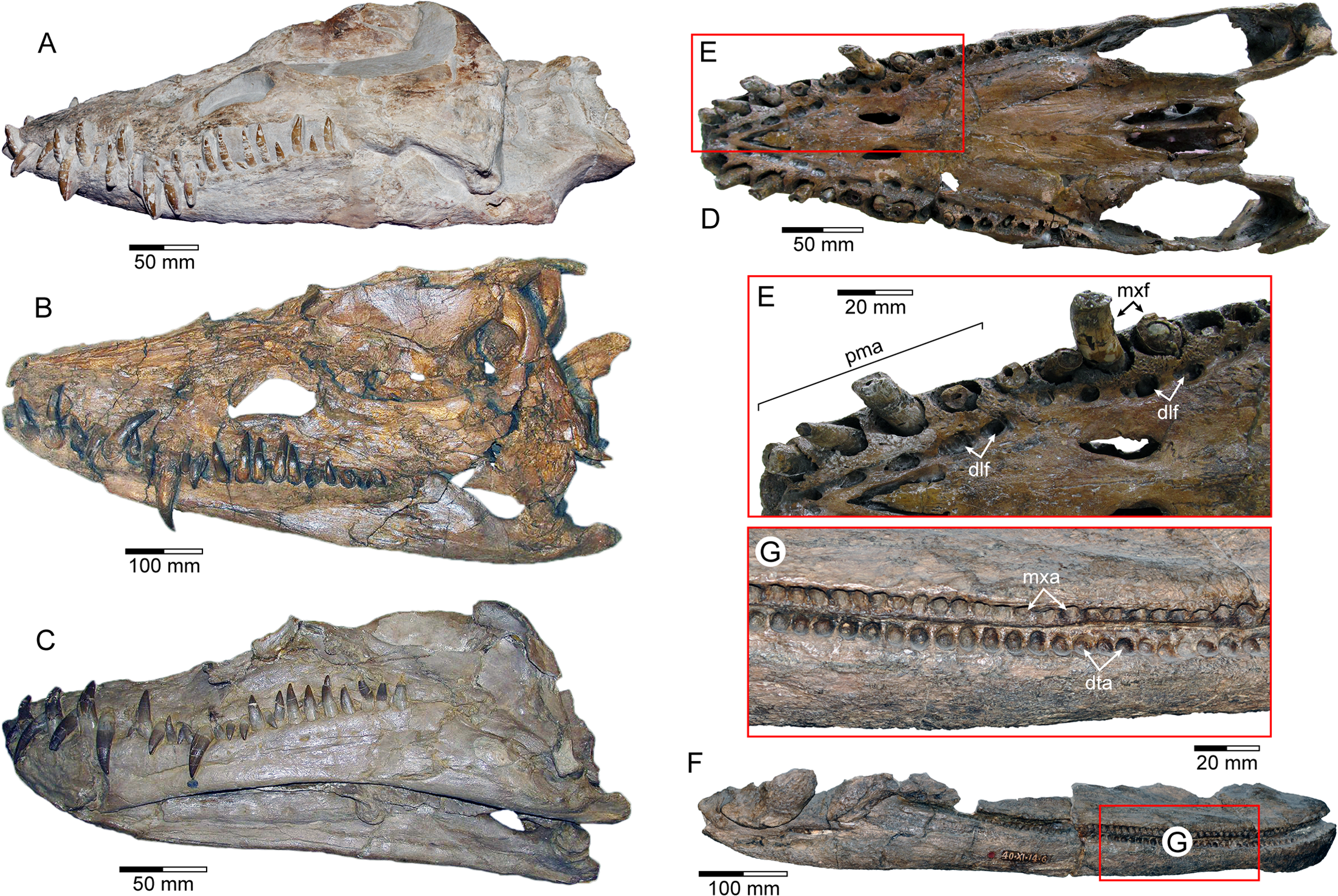 Fig 1. Comparative dental arrangements in elasmosaurid plesiosaurians.