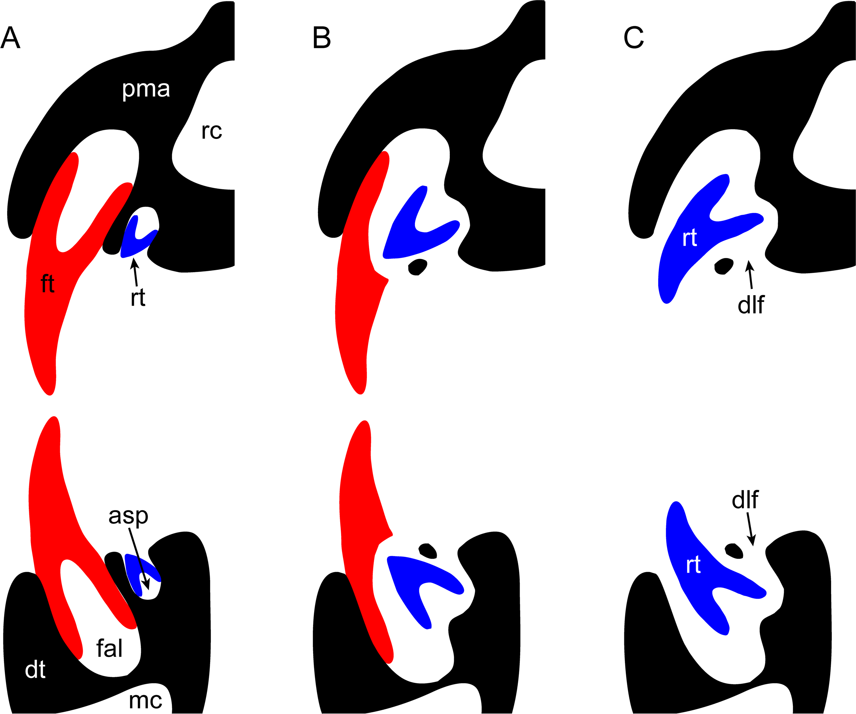 Fig 2. Simplified diagram of plesiosaurian tooth replacement (adapted from Sassoon et al.[ 18 ]).