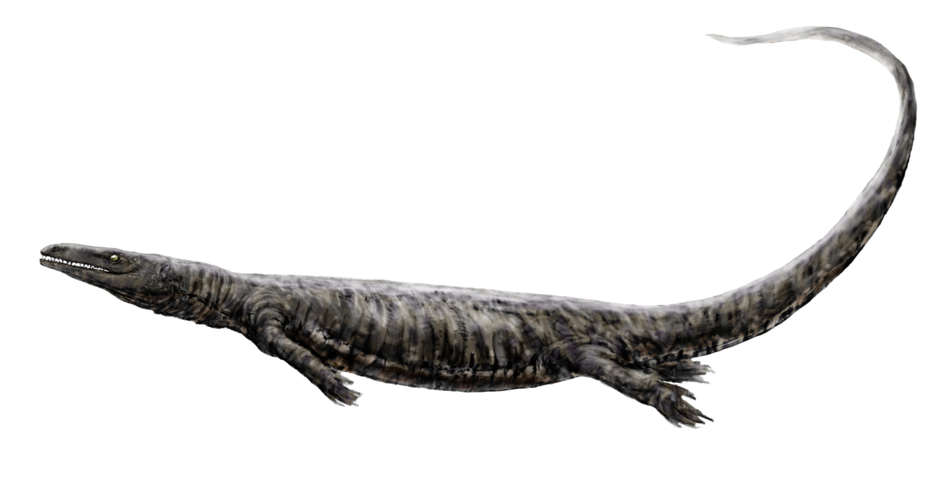 Prognathodon saturator