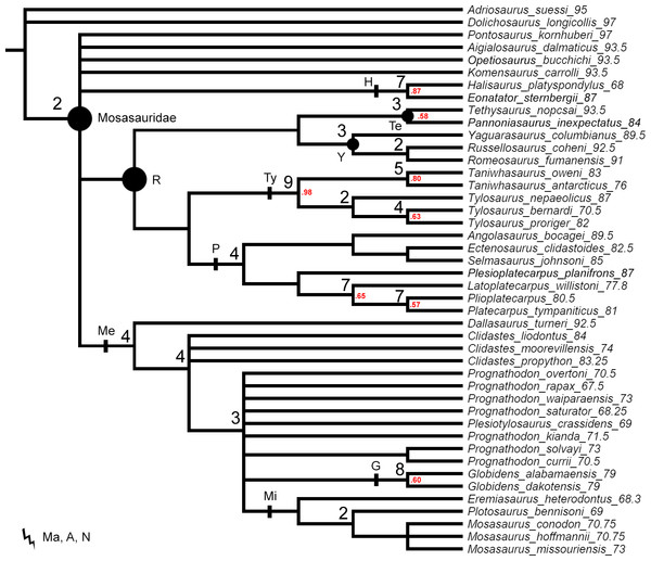 Figure 1: The strict consensus tree of 84 MPTs of length 445 inferred from unweighted parsimony analysis with all characters set as unordered (CI: 0.3640, RI: 0.7100). Values at nodes indicate Decay Index >1 and bootstrap >0.5. In this and subsequent figures the number following each species name indicates the mean value of the tip prior (in Mya). Points on nodes indicate the extents of node-based clade names: R, Russellosaurina; Te, Tethysaurinae; Y, Yaguarasaurinae. Lines on branches indicate 