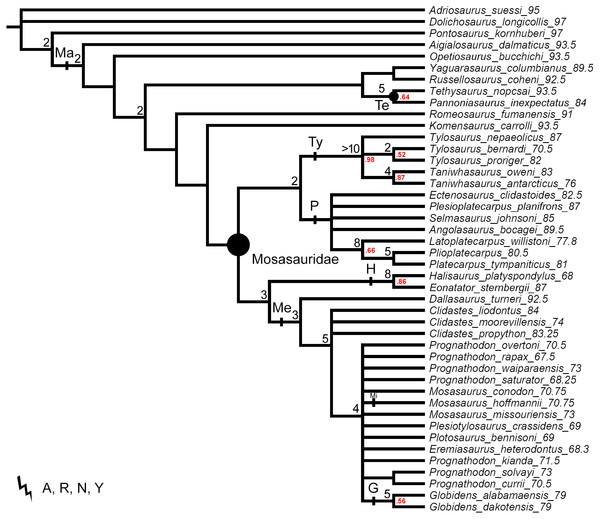 Figure 2: The strict consensus tree of 125 MPTs of length 465 inferred from unweighted parsimony analysis with a subset of multistate characters set as ordered (CI: 0.3484, RI: 0.7100). Values at nodes indicate Decay Index >1 and bootstrap >0.5. Points on nodes indicate the extents of node-based clade names: R, Russellosaurina; Te, Tethysaurinae; Y, Yaguarasaurinae. Lines on branches indicate the extents of branch-based clade names: A, Aigialosauridae; G, Globidensini; H, Halisaurinae; Ma, Mosas