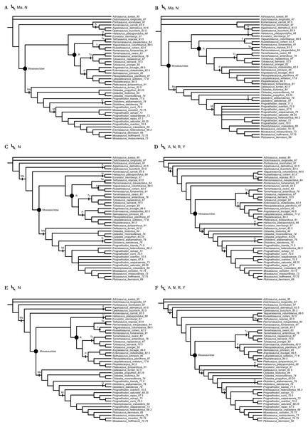 Figure 3: The strict consensus trees of the shortest topologies inferred from weighted parsimony analyses with all characters unordered (UO) and a subset of multistate characters set as ordered (O). (A) UO with K = 3 (1 MPT), (B) O with K = 3 (4 MPTs), (C) UO with K = 6 (2 MPTs), (D) O with K = 6 (1 MPT), (E) UO with K = 9 (1 MPT), (F) O with K = 9 (1 MPT). Points on nodes indicate the extents of node-based clade names: R, Russellosaurina; Te, Tethysaurinae; Y, Yaguarasaurinae. Lines on branches
