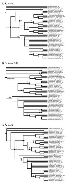 Figure 4: Strict consensus trees produced by the alternative tests using a single ‘dolichosaur’ taxon as outgroup. Trees rooted on (A) Adriosaurus suessi (40 MPTs), (B) Dolichosaurus longicollis (140 MPTs), and (C) Pontosaurus kornhuberi (20 MPTs) Points on nodes indicate the extents of node-based clade names: R, Russellosaurina; Te, Tethysaurinae; Y, Yaguarasaurinae. Lines on branches indicate the extents of branch-based clade names: A, Aigialosauridae; G, Globidensini; H, Halisaurinae; Ma, Mos