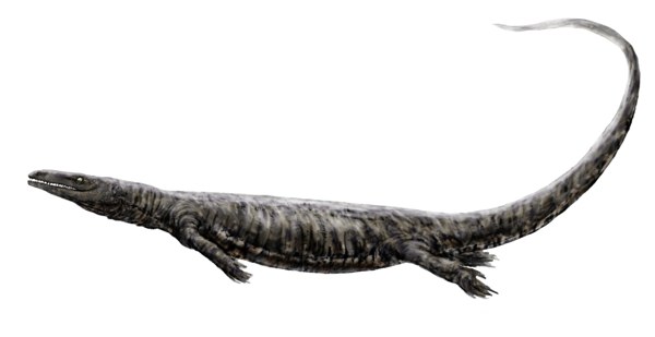 Crânio de Prognathodon overtoni no Royal Tyrrell Museum, Canadá. Espécie próxima de P. saturator, compartilha a morfologia robusta das mandíbulas e os dentes de ponta rombuda.