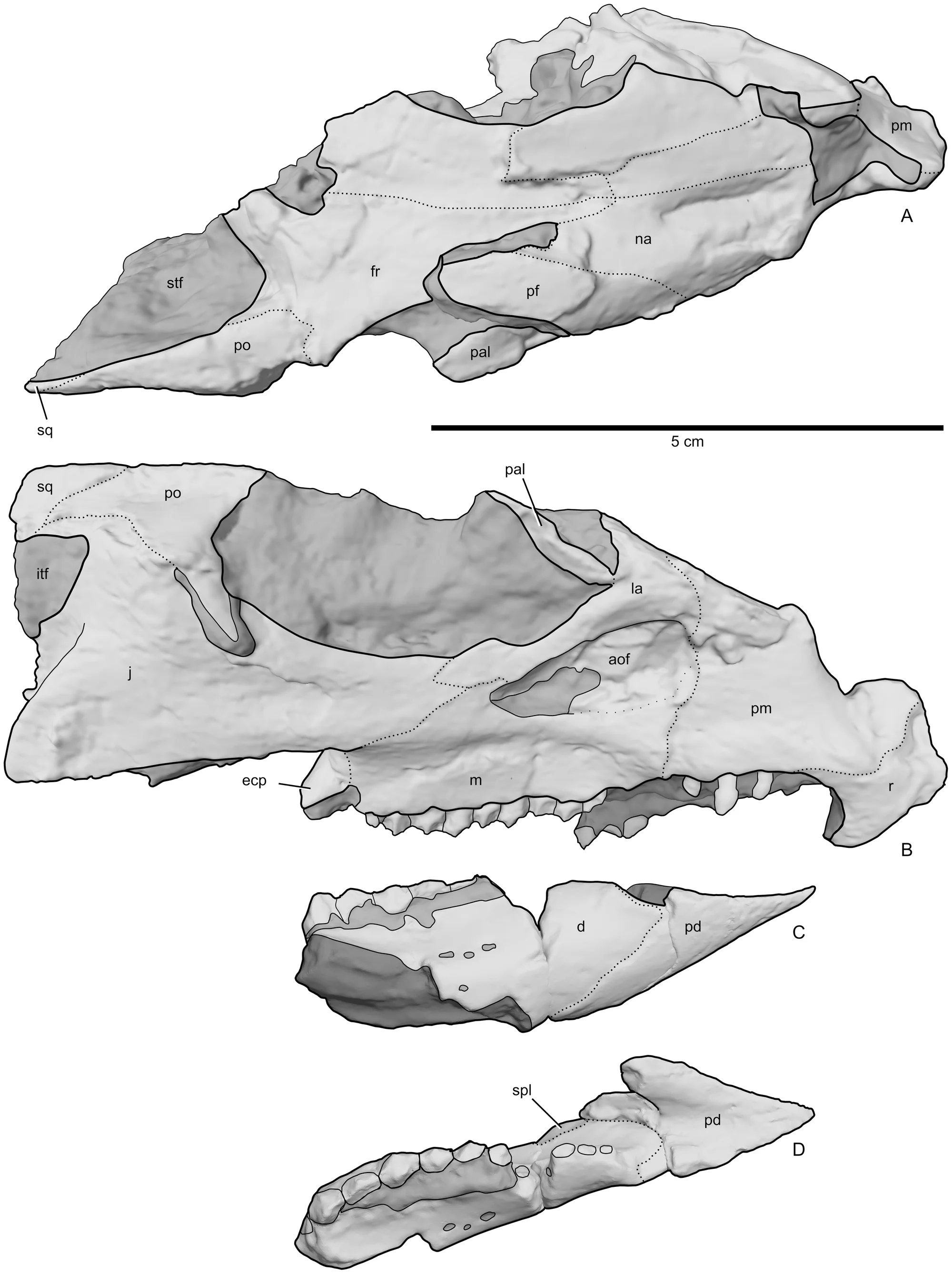 Figure 3. Skull of Aquilops americanus , OMNH 34557 (holotype).