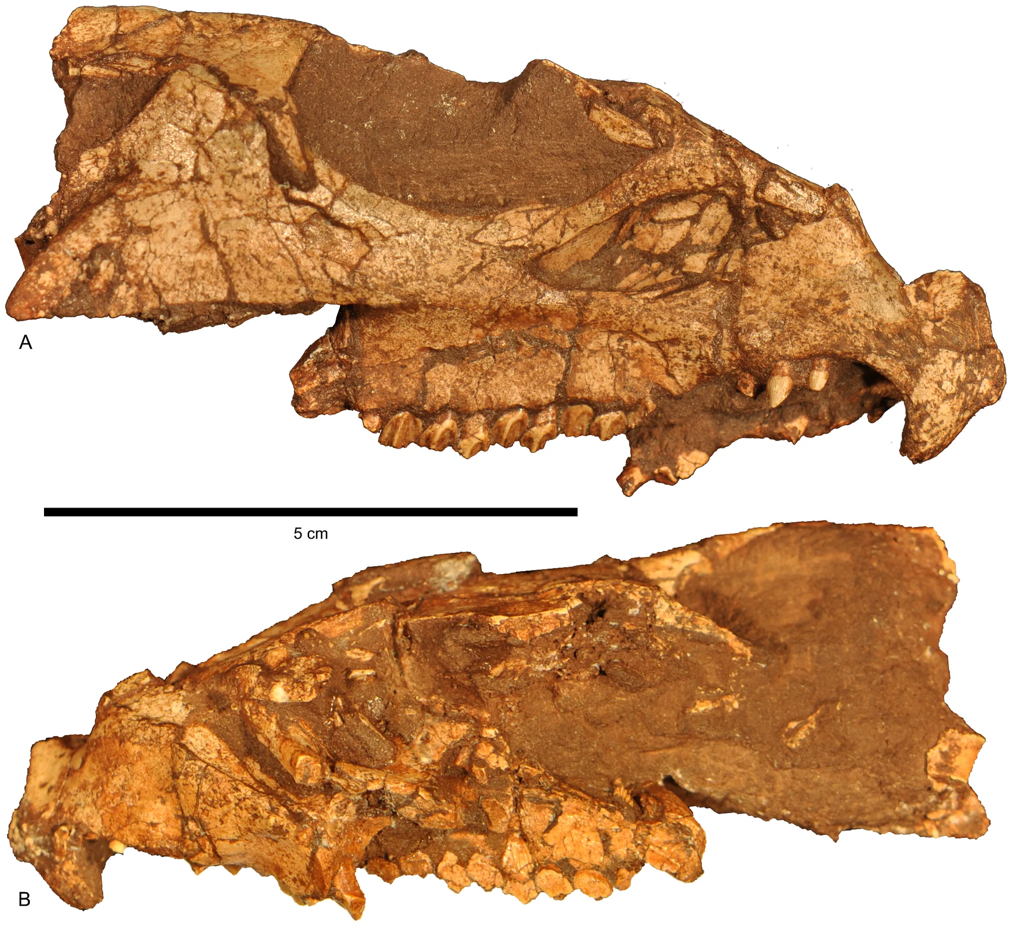Figure 4. Cranium of Aquilops americanus , OMNH 34557 (holotype).