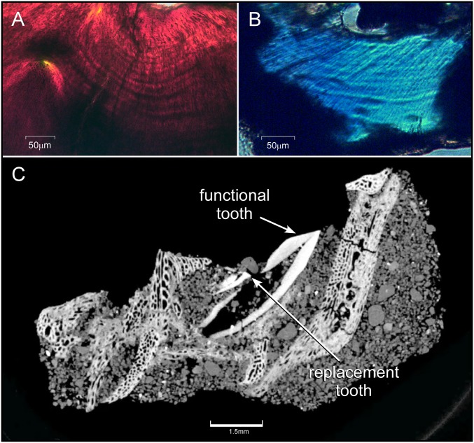Daily growth lines in embryonic dinosaur teeth and CT rendering of a P. andrewsi jaw and tooth family. ( A ) Von Ebner’s growth lines (alternating dark and light bands) in the orthodentine surrounding the pulp cavity (at top of graphic) of an embryonic H. stebingeri tooth (polarized microscopy, transverse view). ( B ) Von Ebner’s growth lines surrounding the pulp cavity (at top of the graphic) in an embryonic tooth of P. andrewsi (polarized microscopy, transverse view). ( C ) High-resolution CT 