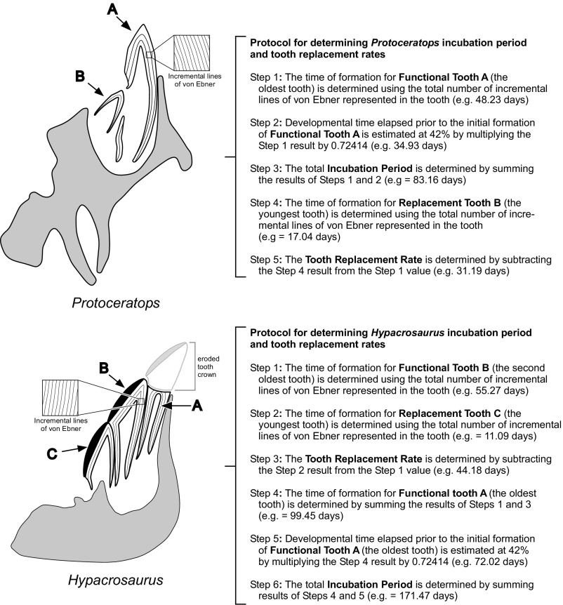 Determining incubation period and tooth replacement rates in embryonic dinosaurs. Embryonic dentitions of Protoceratops andrewsi and Hypacrosaurus stebingeri show different numbers of functional teeth in each tooth family and require different methods to determine incubation period. P. andrewsi ( Upper ) has a single functional tooth and a single replacement. The formation time for the most-developed functional teeth in the dentition was modeled as representing 58% of the total incubation period