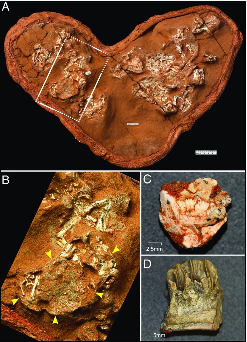 P. andrewsi nest and embryonic dinosaur jaws. ( A ) Nest of P. andrewsi eggs and embryos. The embryos were partially prepared within the eggs. ( B ) Expanded view of an embryo within an egg showing the thin surrounding eggshell. ( C ) Embryonic P. andrewsi dentary showing functional and replacement teeth. ( D ) Section of an embryonic H. stebingeri dentary showing functional and developing replacement teeth.