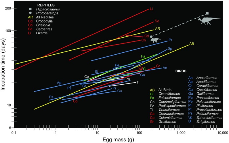 Dinosaur incubation periods compared with those for extant reptiles and birds. (Neontologic data from ref. 12 ). The dashed regression line for the two dinosaur species studied here is provided only to allow visual comparison with typical incubation periods for the other clades, Aves and reptiles in particular. Equations: All birds: incubation time = 11.64 × (egg mass) 0.233 . All reptiles: incubation time = 48.53 × (egg mass) 0.138 .