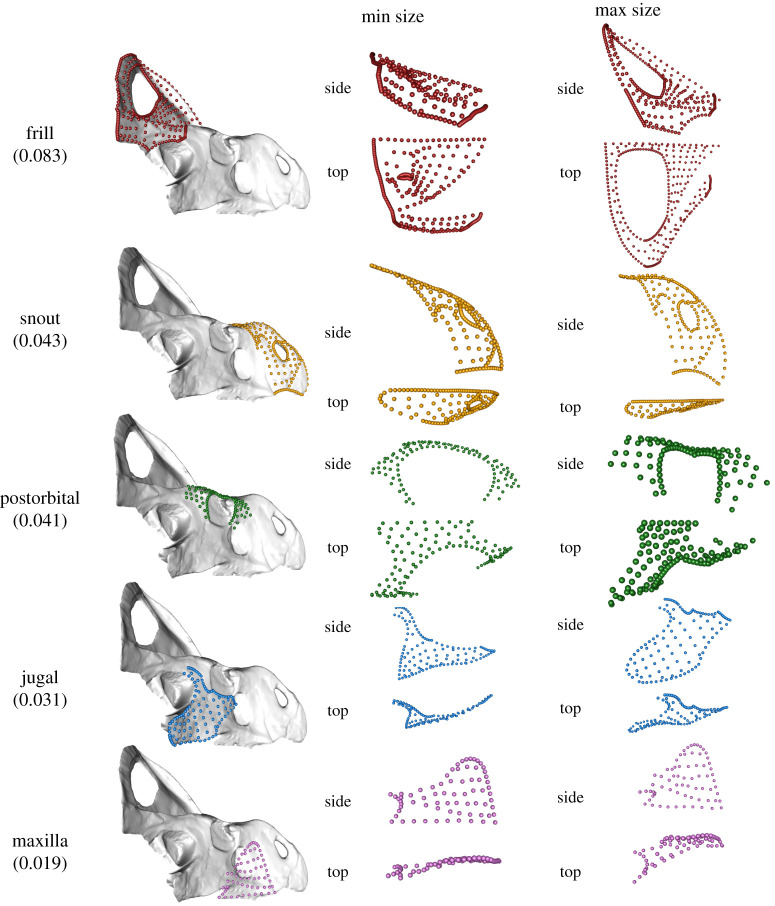 Projected shapes at minimum (Min) size and maximum (Max) size of the five modules identified in EMMLi. Landmarks for each module are superimposed on the mesh model at left (AMNH 6439). Shapes of individual modules at maximum and minimum projected specimen sizes are shown at right (not to scale). Modules are ranked from highest to lowest relative shape change. Slope values, derived from CAC regressed against centroid size ( figure 1 b ), are shown in parentheses below the module name (whole-skull