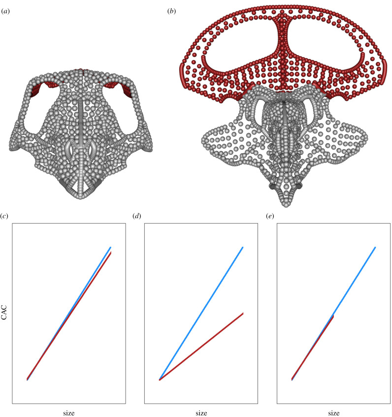 Anterior view of projected skull shapes at minimum ( a ) and maximum ( b ) size (not to scale), with frill coloured red to illustrate the difference in both size and shape from these two extremes. ( c – e ) show hypothetical examples of growth trajectories under different forms of sexual dimorphism (CAC against size; cf. figure 1 b ) of two sexes. ( c ) Sexually monomorphic; minimal difference in size and shape between sexes. ( d ) Sexual shape dimorphism; sexes grow to similar size but differen
