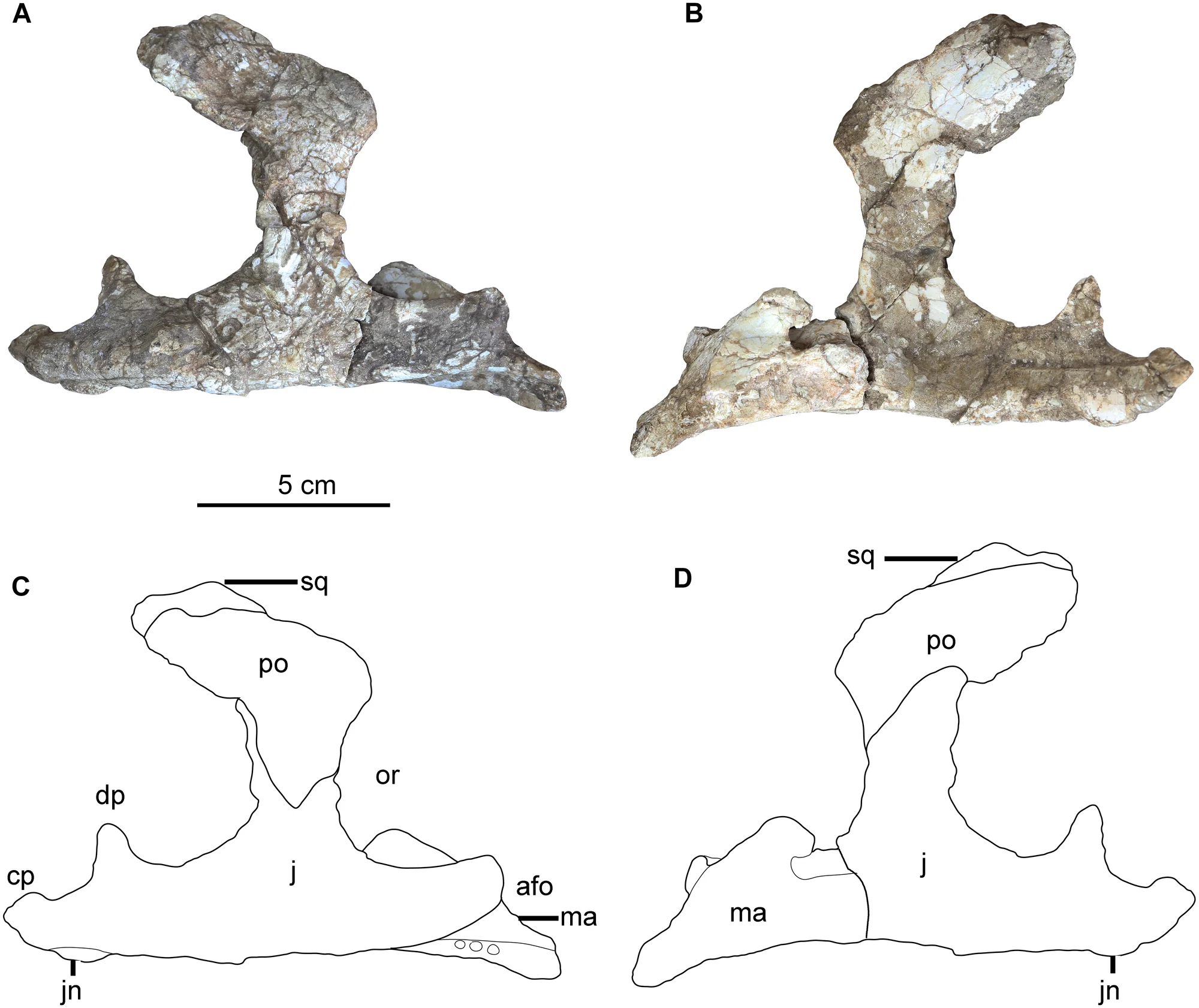 Fig 1. The articulated right maxilla and jugal of Hualianceratops wucaiwanensis (IVPP V18641).