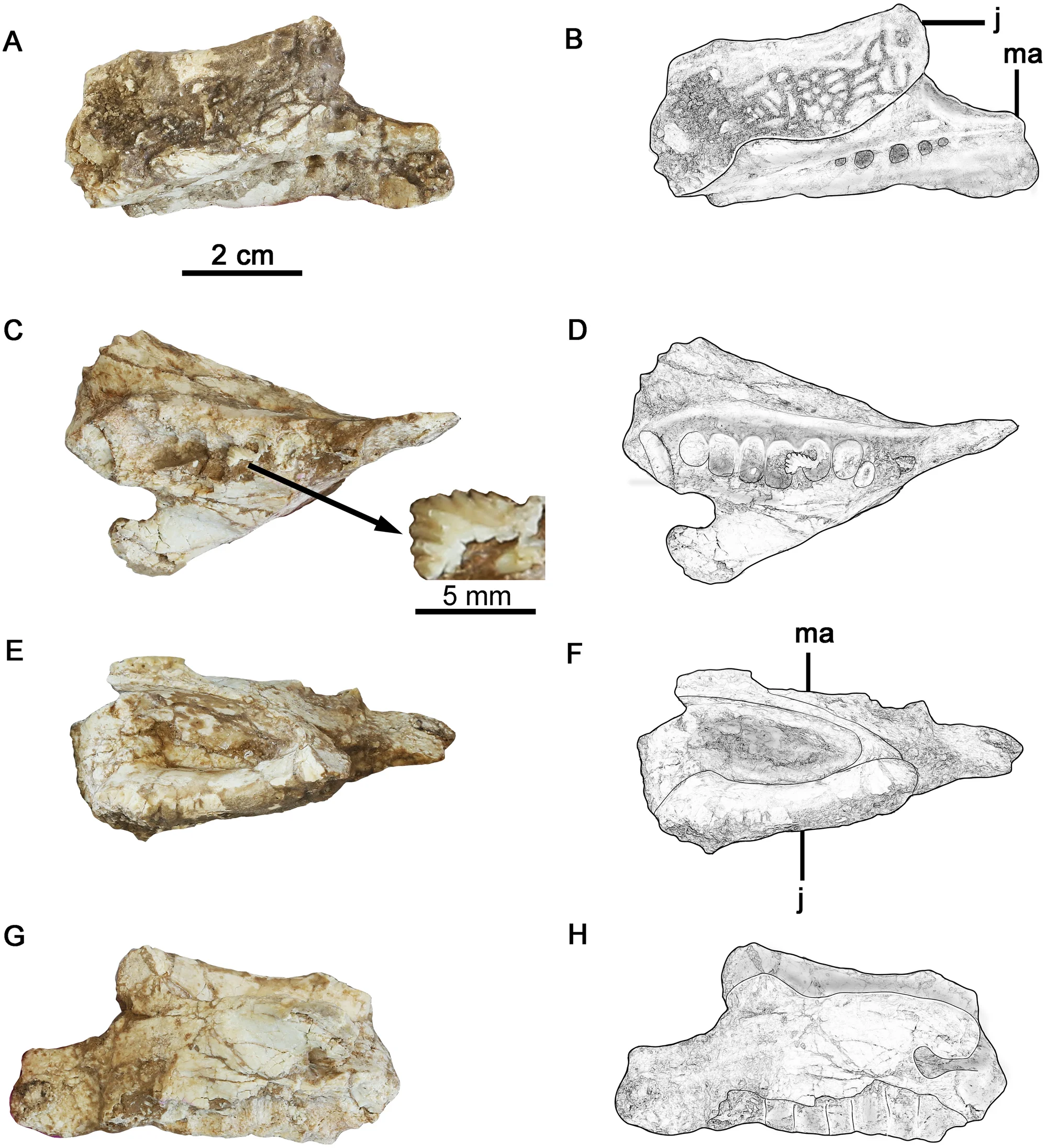 Fig 2. The articulated right maxilla and partial jugal of Hualianceratops wucaiwanensis (IVPP V18641), the broken rostral part of the elements in Fig 1 .