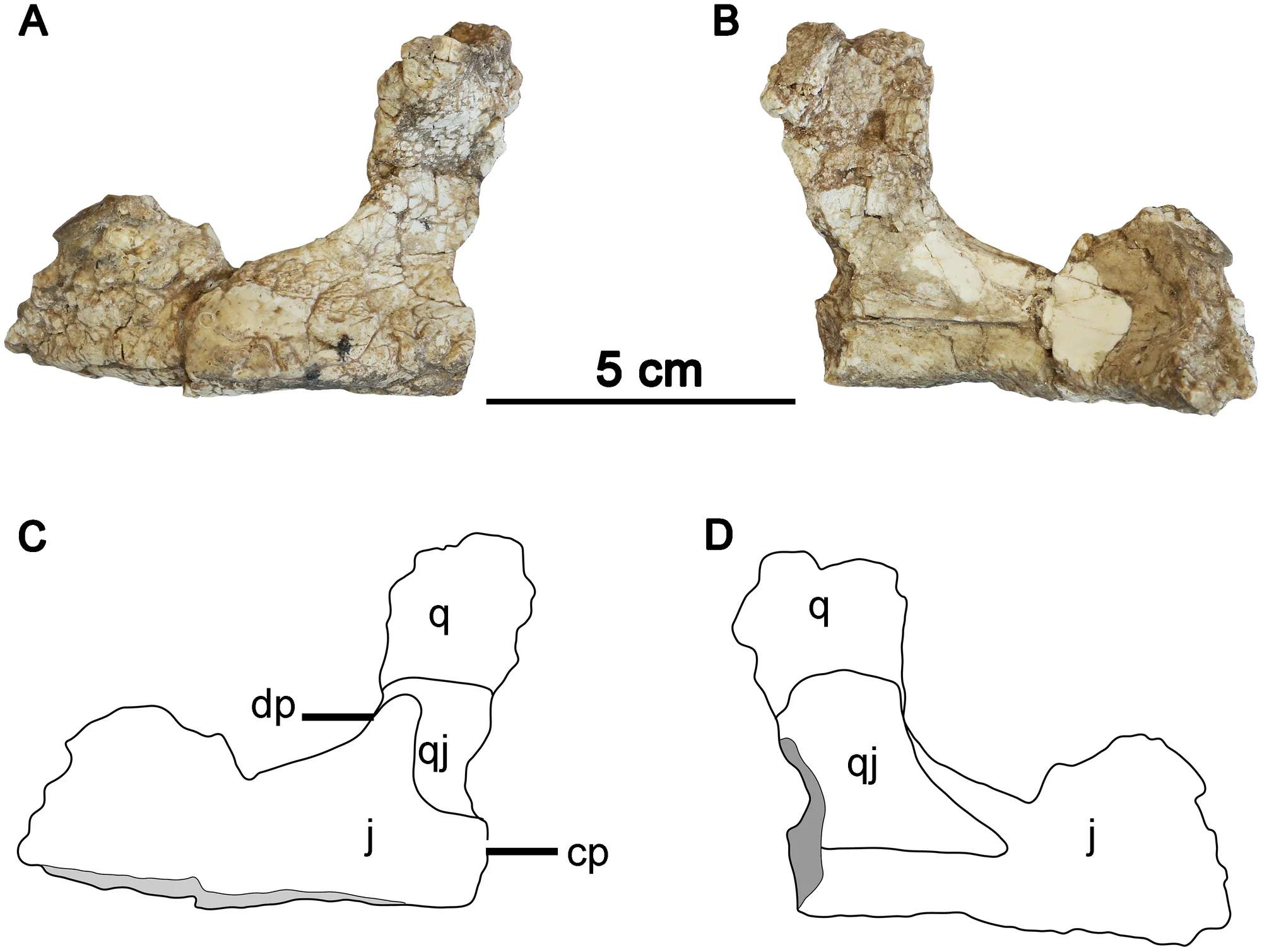 Fig 3. The articulated left partial jugal and quadratojugal of Hualianceratops wucaiwanensis (IVPP V18641).