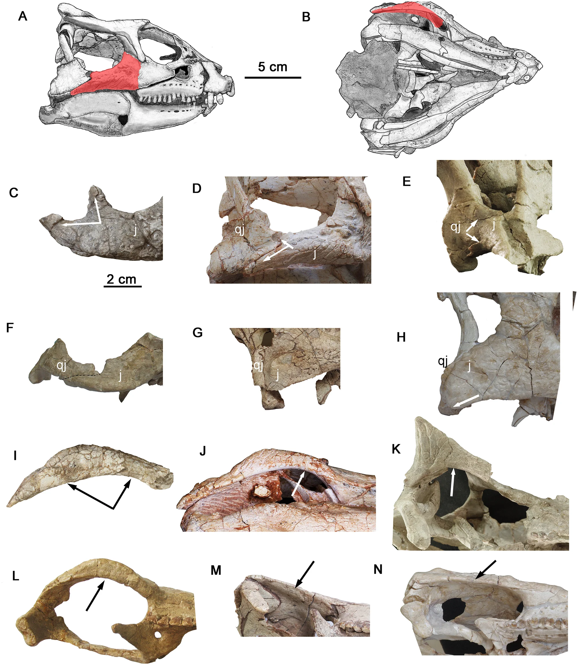 Fig 4. Comparisons of the infratemporal ramus of the jugal in basal ceratopsians.