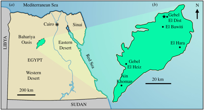 Location of the fossil locality. ( a ) Map of Egypt showing location of the Bahariya Oasis, Western Desert of Egypt (green). ( b ) Site (indicated by star) that produced the abelisaurid vertebra (MUVP 477) described herein, in the Gebel El Dist region of the Bahariya Oasis.