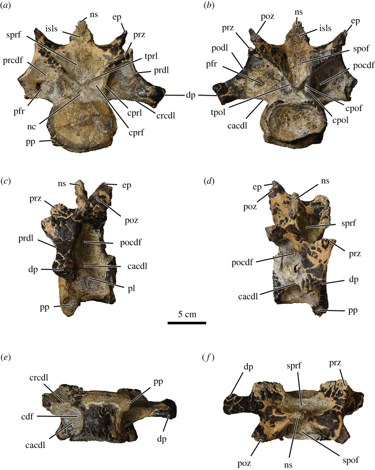 Tenth cervical vertebra of Abelisauridae indet. (MUVP 477) in cranial ( a ), caudal ( b ), left lateral ( c ), right dorsolateral ( d ), ventral ( e ) and dorsal ( f ) views. cacdl, caudal centrodiapophyseal lamina; cdf, centrodiapophyseal fossa; cpof, centropostzygapophyseal fossa; cpol, centropostzygapophyseal lamina; cprf, centroprezygapophyseal fossa; cprl, centroprezygapophyseal lamina; crcdl, cranial centrodiapophyseal lamina; dp, diapophysis; ep, epipophysis; isls, interspinous ligament s
