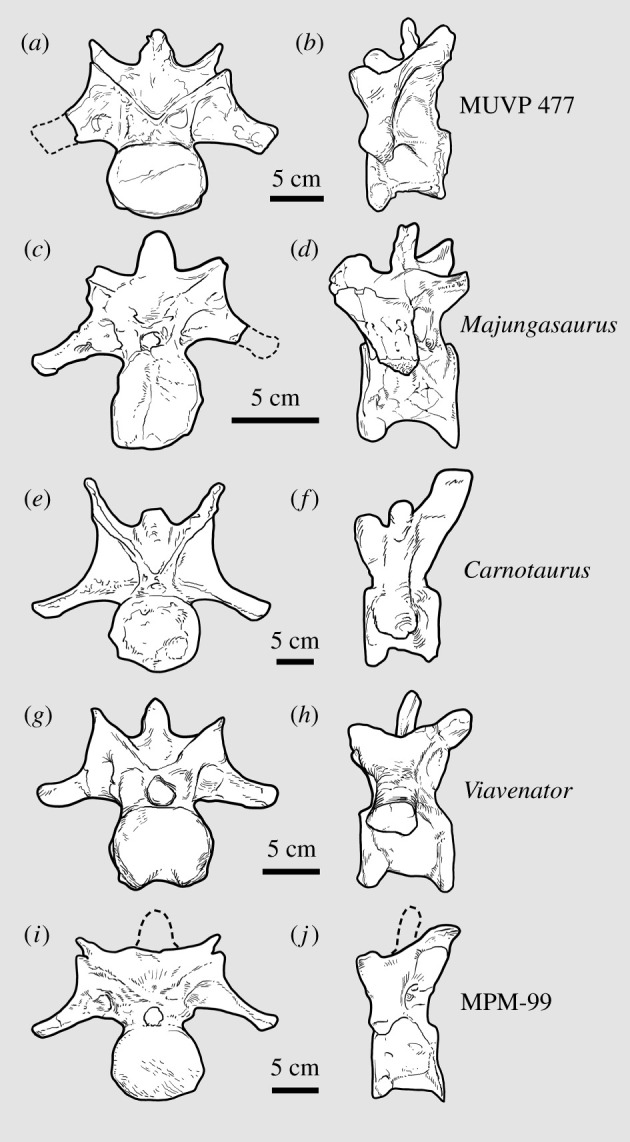 Tenth cervical vertebra of representative abelisaurids in cranial ( a , c , e , g , i ) and left lateral ( b , d , f , h , j ) views. ( a , b ) Abelisauridae indet. (MUVP 477) from Egypt. ( c , d ) Majungasaurus crenatissimus (UA 8678) after [ 27 ]. ( e , f ) Carnotaurus sastrei (MACN-CH 894) after [ 26 ]. ( g , h ) Viavenator exxoni (MAU-Pv-LI-530) after [ 28 , 30 ]. ( i , j ) Abelisauridae indet. from Argentina (MPM-99) after [ 31 ]. Cranial views ( a , c , e , g , i ) scaled to same transvers