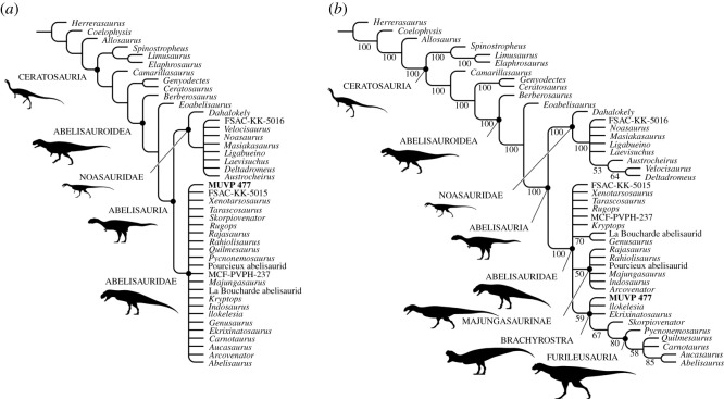 Phylogenetic position of Abelisauridae indet. (MUVP 477). Strict ( a ) and 50% majority rule ( b ) consensus trees of 1640 most parsimonious trees (MPTs) of 758 steps recovered by parsimony analysis (Tree analysis using New Technology v. 1.1 [ 46 ]) of the data matrix presented by Smyth et al . [ 41 ] with the addition of MUVP 477. Node names mostly follow Tortosa et al . [ 3 ] and Smyth et al . [ 41 ]; numerals in ( b ) are percentages of MPTs. Note that several recent works have regarded Camar