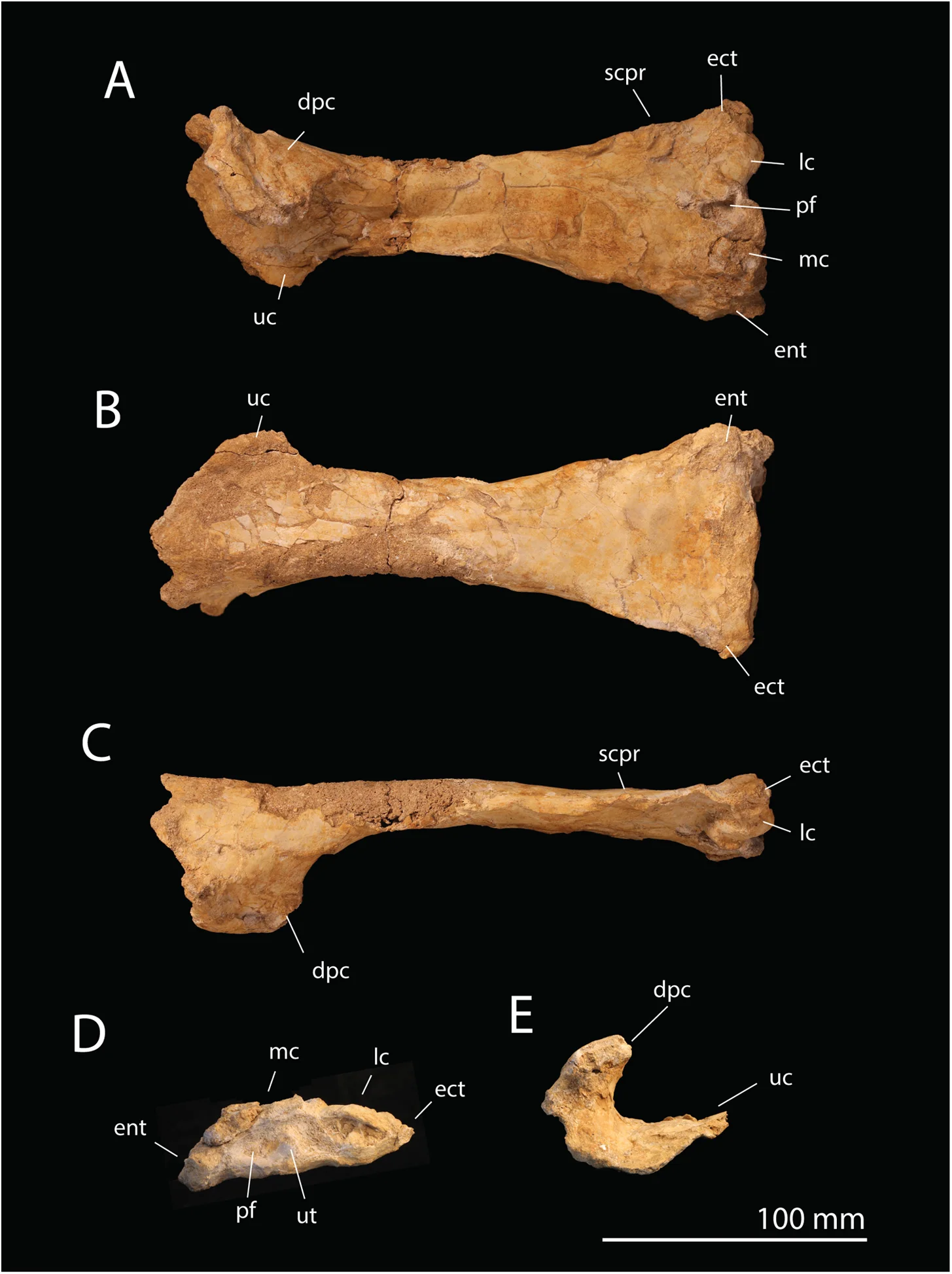 Fig 2. T . regalis FSAC-OB 1, holotype left humerus.