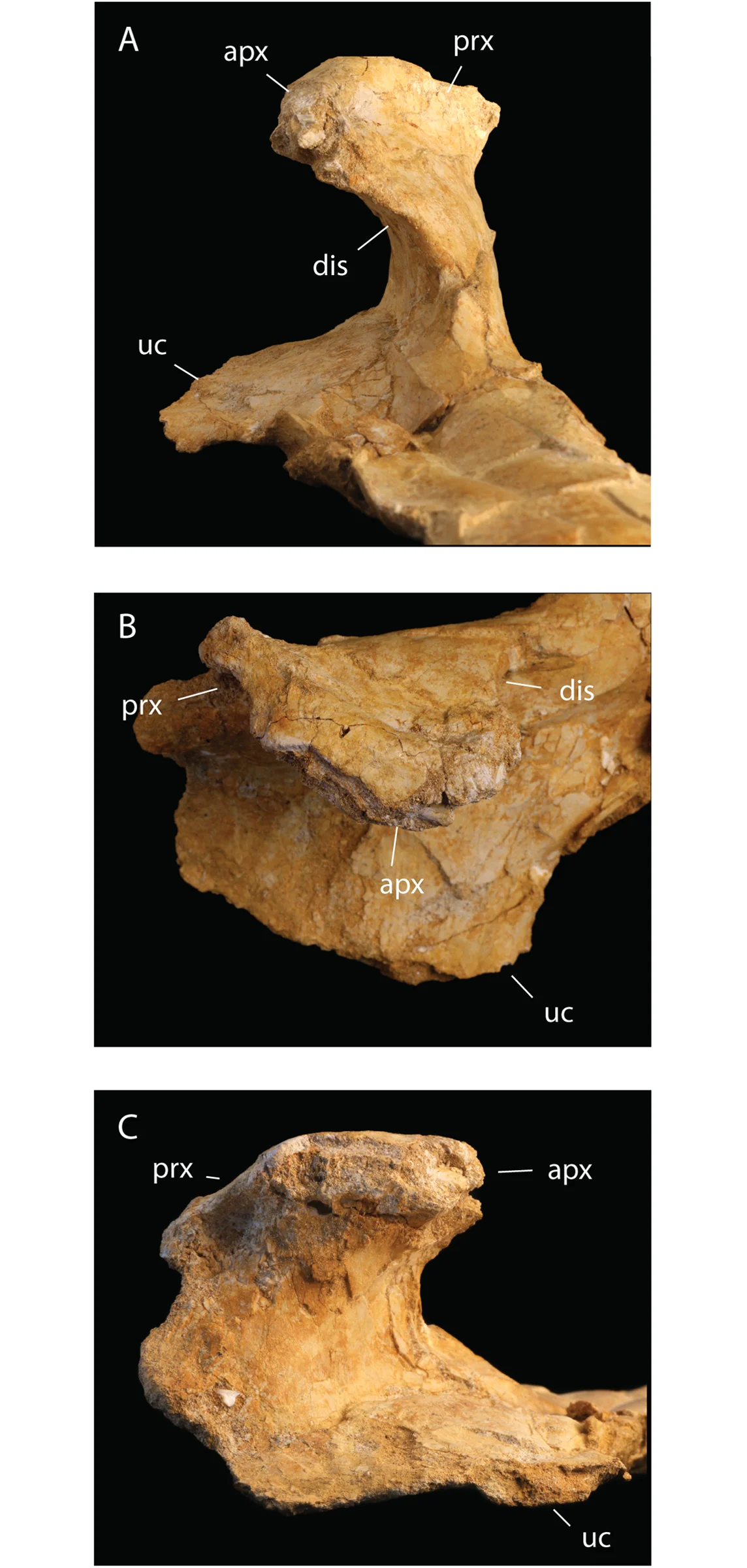 Fig 3. T . regalis FSAC-OB 1, deltopectoral crest.