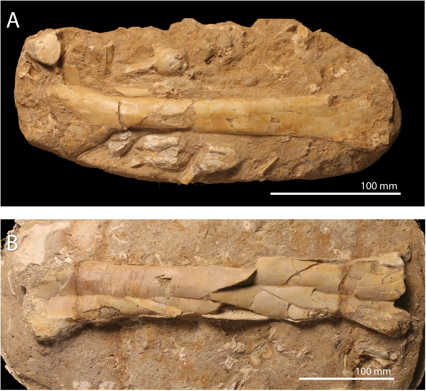 Fig 4. cf. T . regalis FSAC-OB 199 and 200, ulnae.