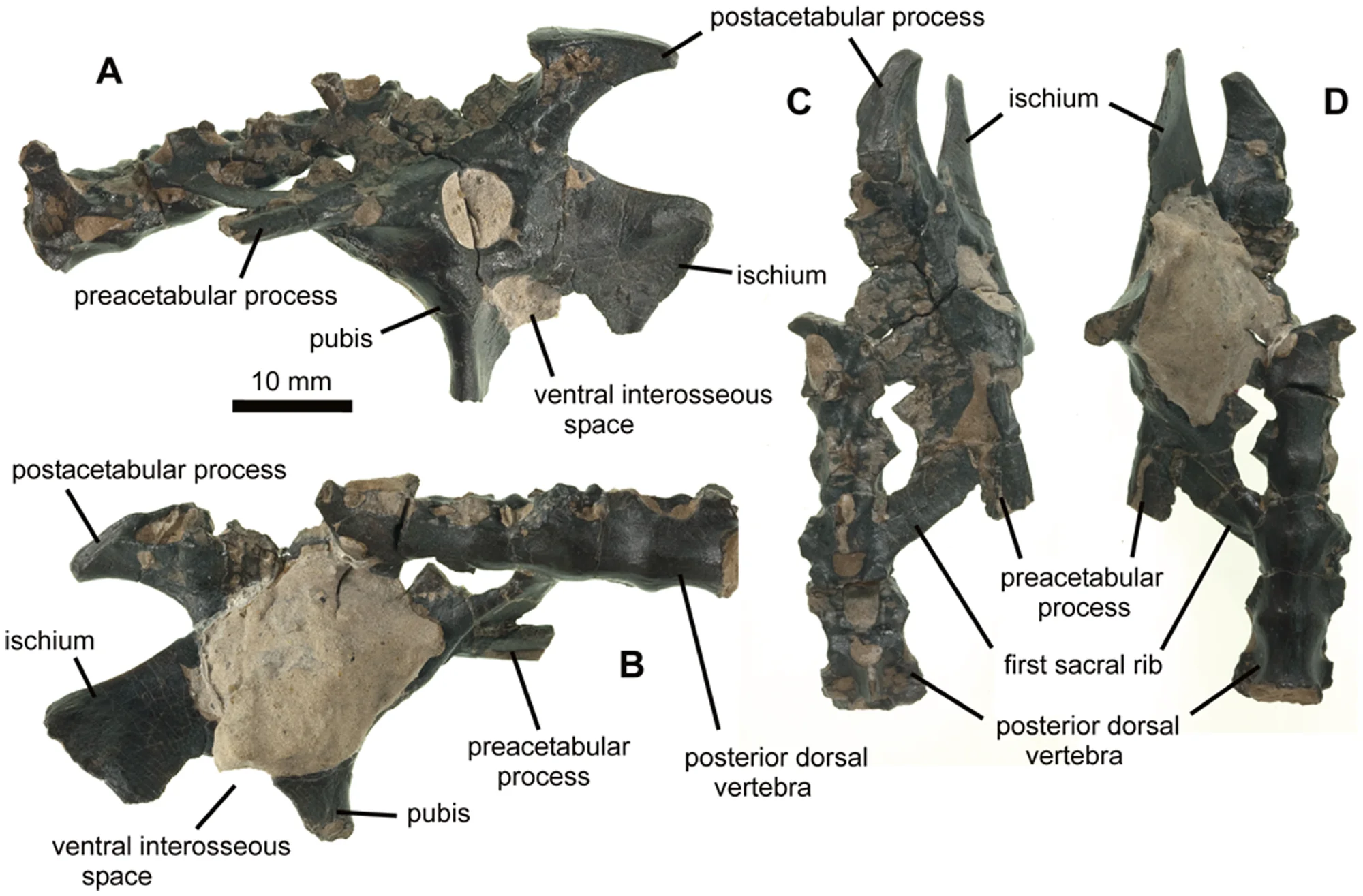 Figure 1. NHMUK PV R36621, holotype of Vectidraco daisymorrisae (except right ischium: see Figure 2 ).