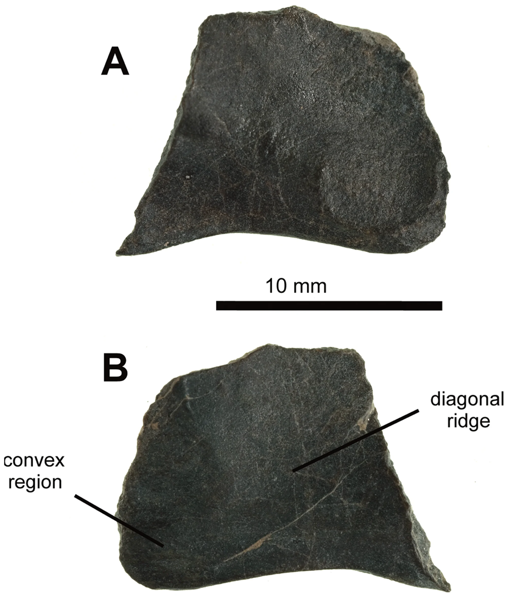 Figure 2. NHMUK PV R36621, incomplete right holotype ischium of Vectidraco daisymorrisae .