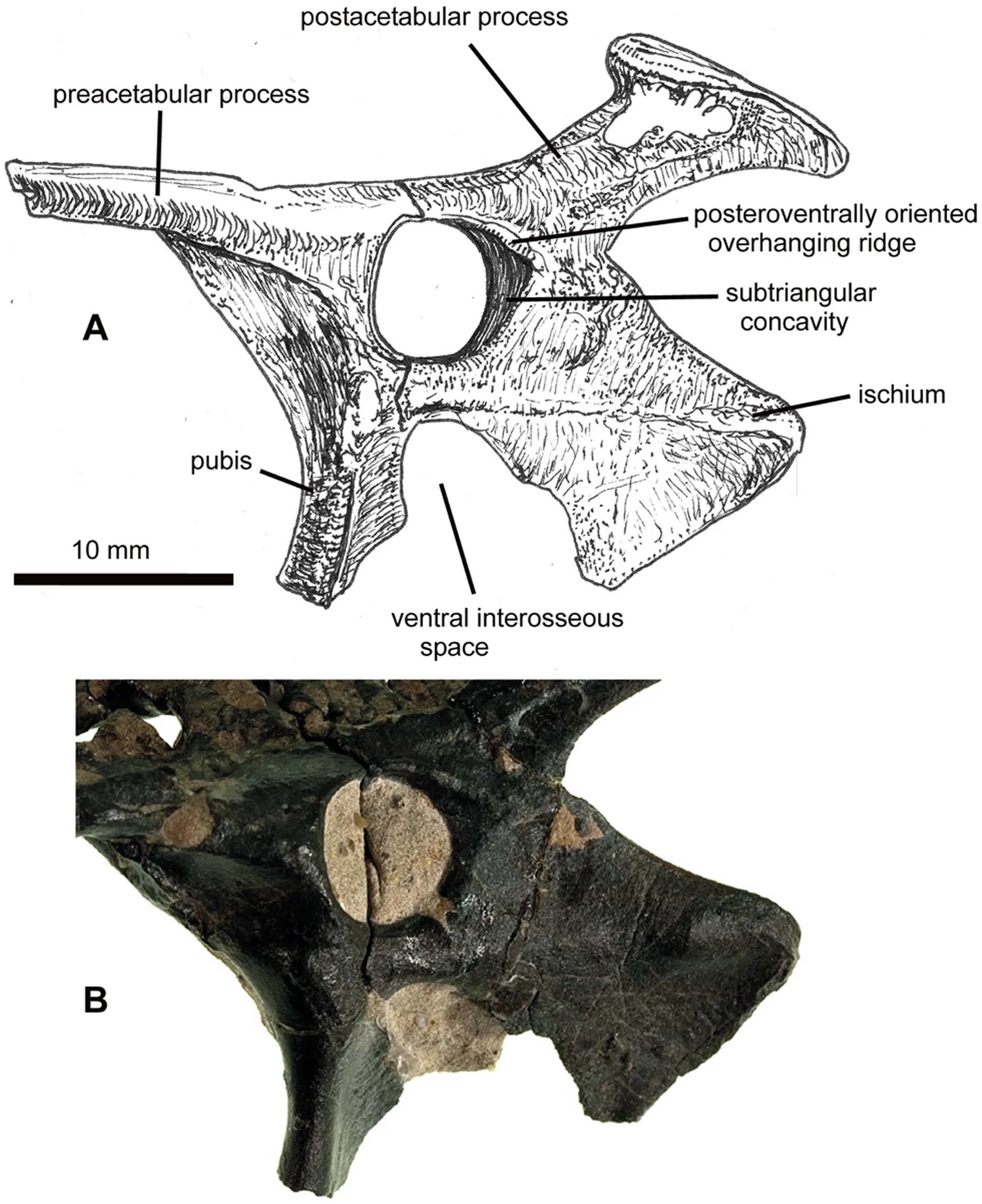Figure 3. NHMUK PV R36621, left side of pelvis of Vectidraco daisymorrisae .