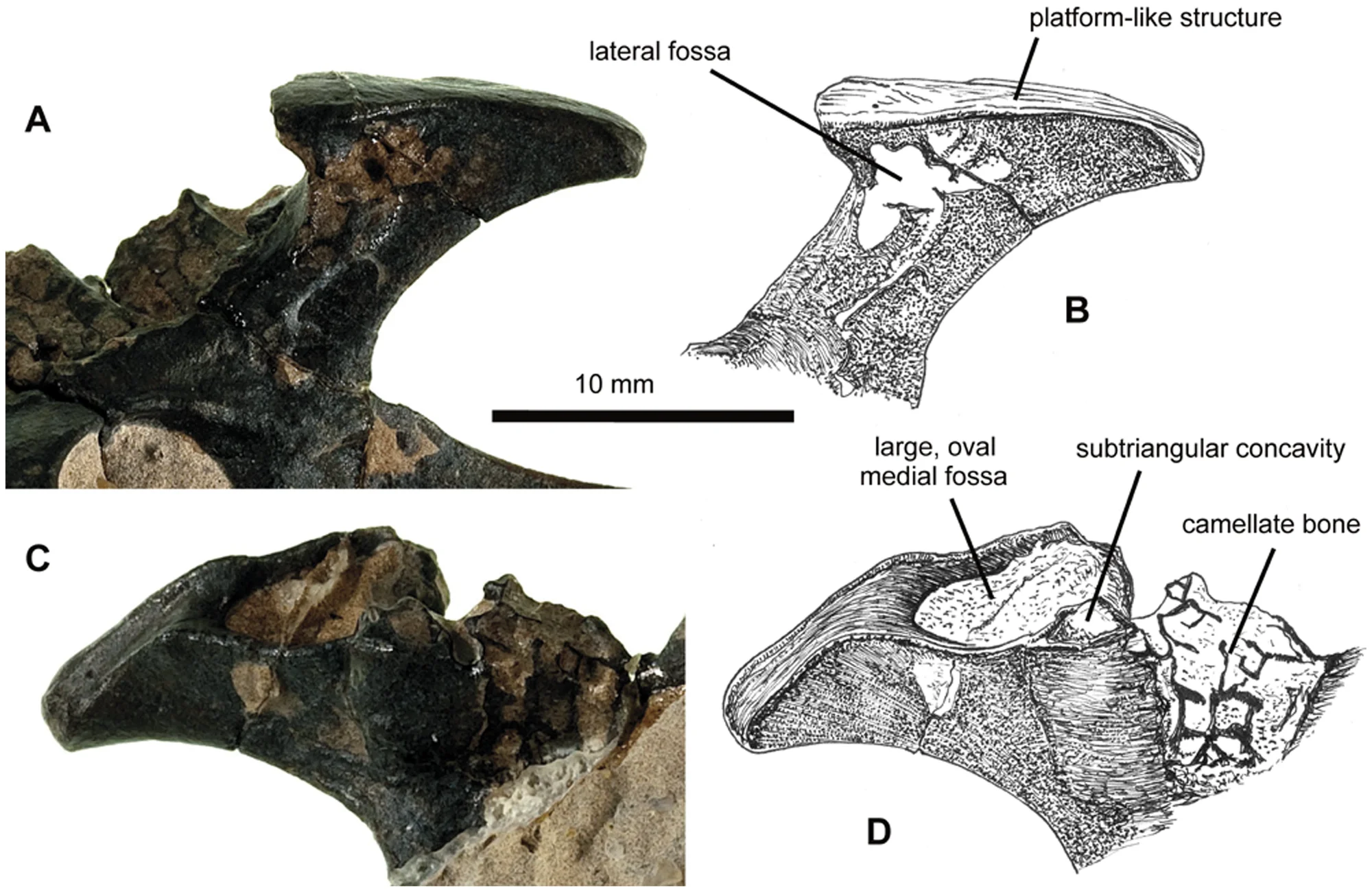 Figure 4. NHMUK PV R36621, left postacetabular process of Vectidraco daisymorrisae .