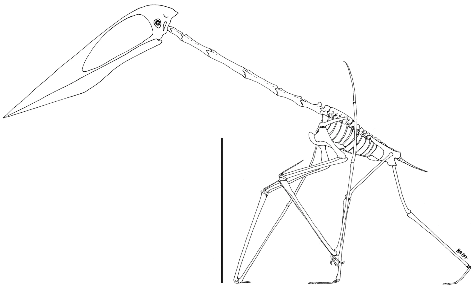 Figure 1. Reconstructed skeleton of Zhejiangopterus linhaiensis based on [40] and [47] .