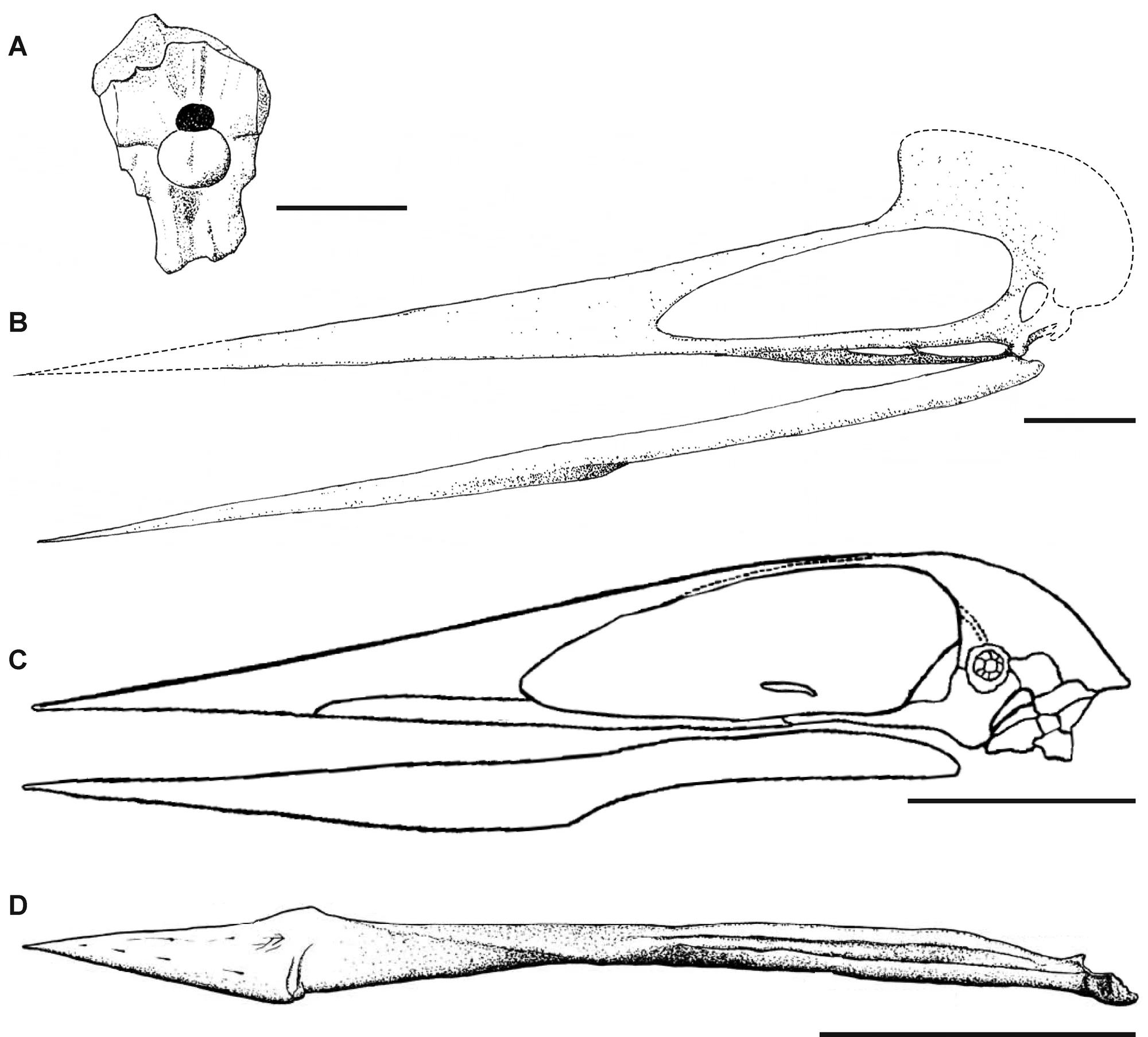 Figure 3. Azhdarchid skull material.