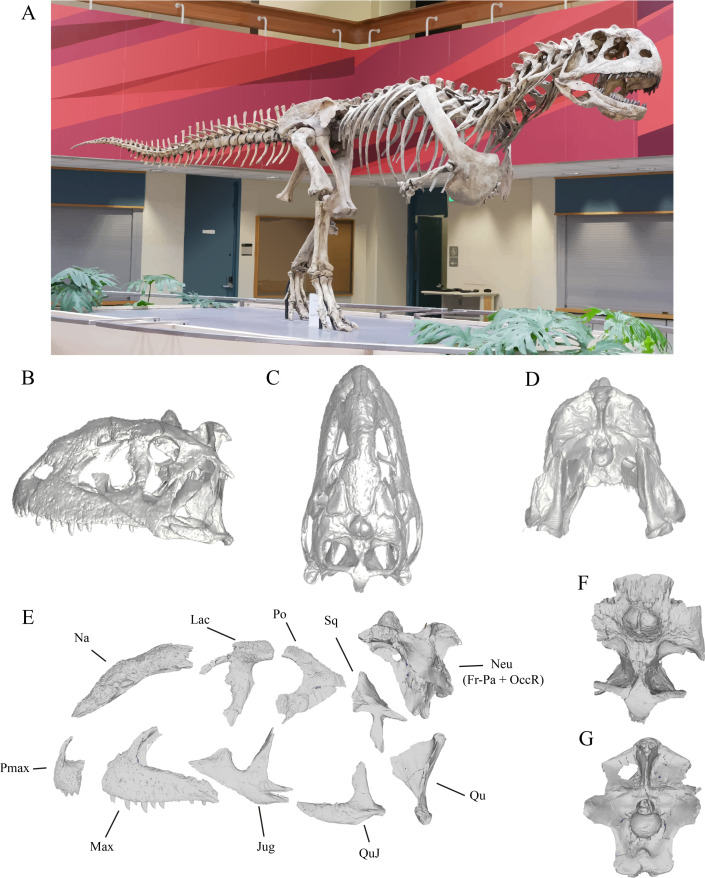 Majungasaurus crenatissimus (A) mounted skeleton at Stony Brook University (CC BY-ND) and (B–G) its skull. Skull in left lateral (B), dorsal (C), and posterior (D) views (taken from Sampson & Witmer [ 12 ]; https://people.ohio.edu/witmerl/Majungasaurus-skull03.htm ). (E) Cranial regions used in the analyses of phylogenetic modularity, integration, disparity and evolutionary rates in left lateral view (taken from [ 12 ]). (F) Frontal-parietal in dorsal view and (G) occipital region in posterior v