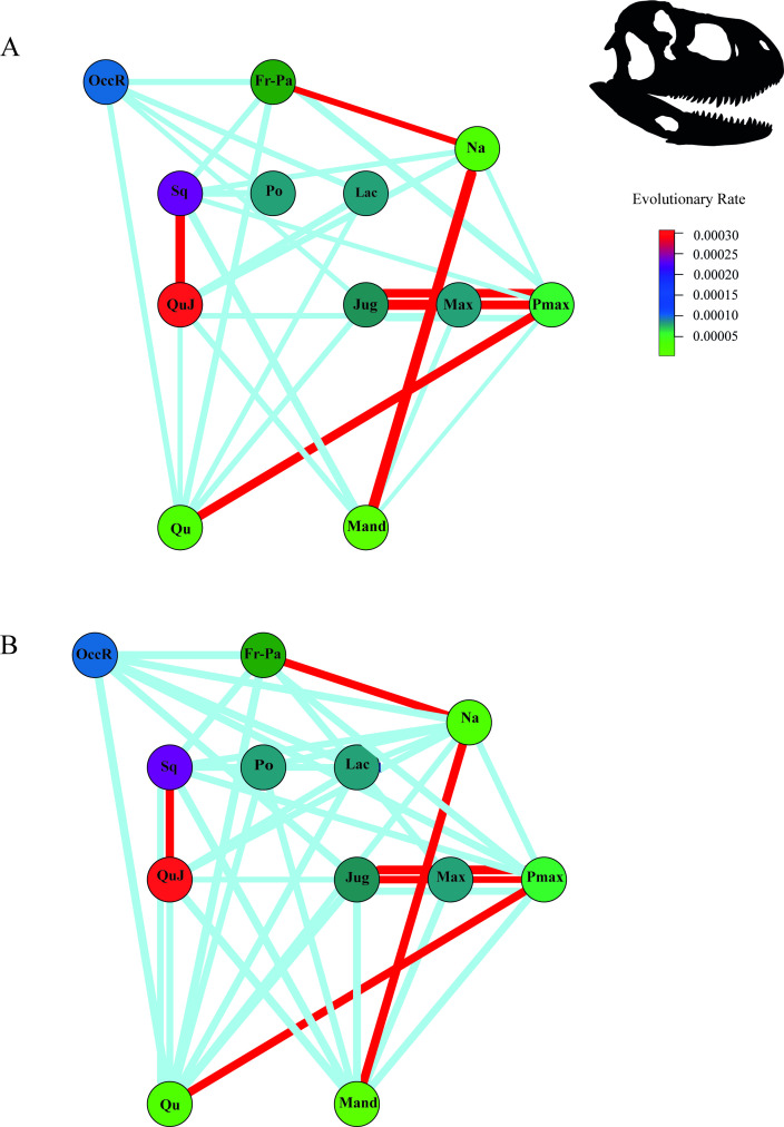 Network diagrams with evolutionary rates, as a colour thermometer, illustrating the (A) effect size values (Z) between cranial regions (>1), and the (B) results of the phylogenetic partial least squares (r-pls) between cranial regions (>0.75). Nodes represent cranial regions, and the thickness of the lines connecting nodes represents the strength of the covariation, in which red lines represent a significant correlation ( Skorpiovenator silhouette taken from PhyloPic; http://phylopic.org ). Abbr