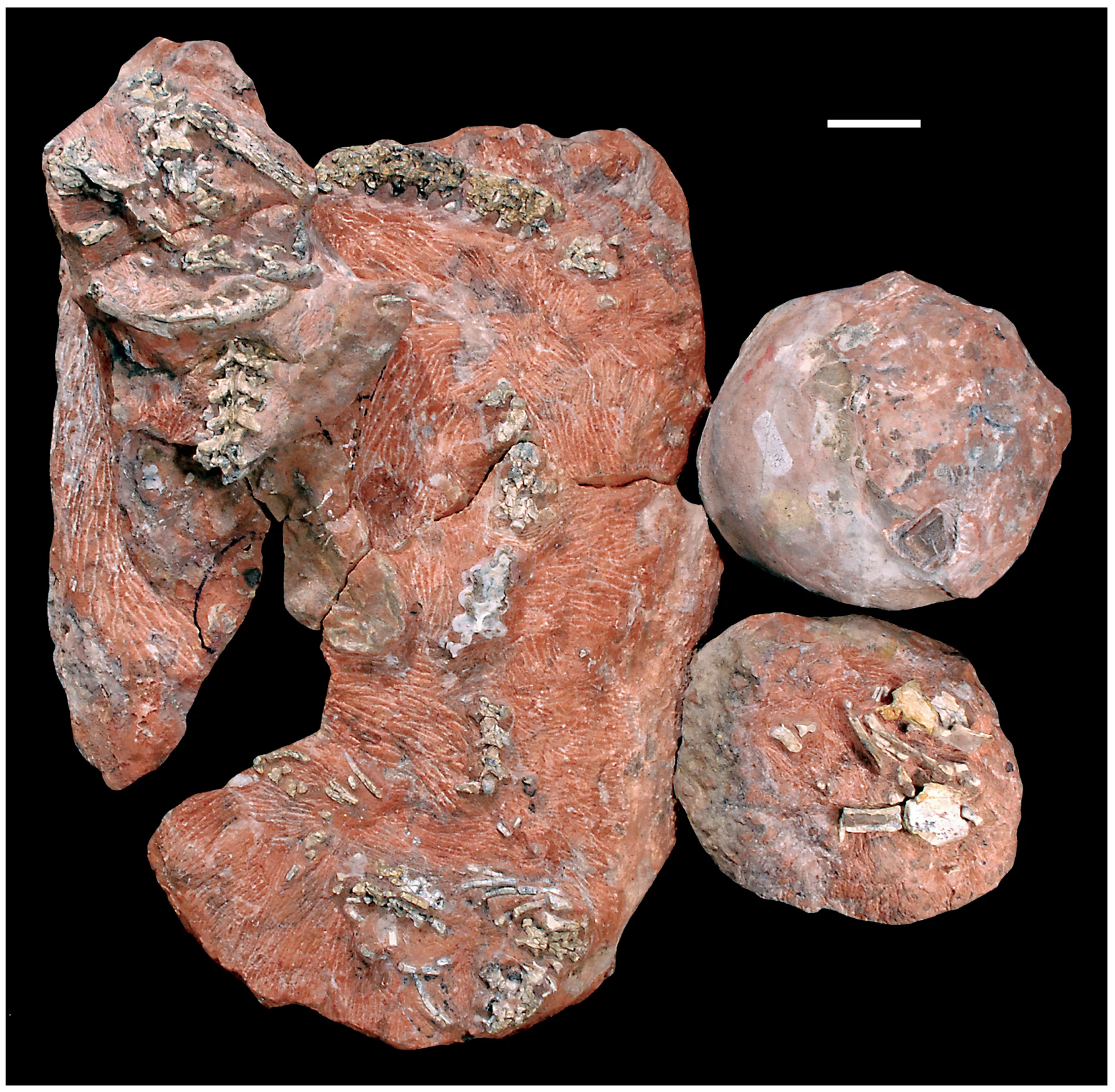 Figure 1. Fossil snake preserved within a sauropod dinosaur nesting ground.