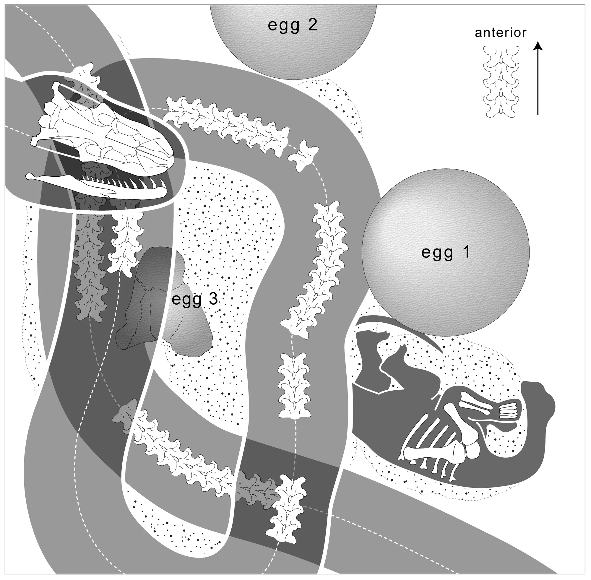 Figure 2. Fossil snake preserved within a sauropod dinosaur nesting ground.
