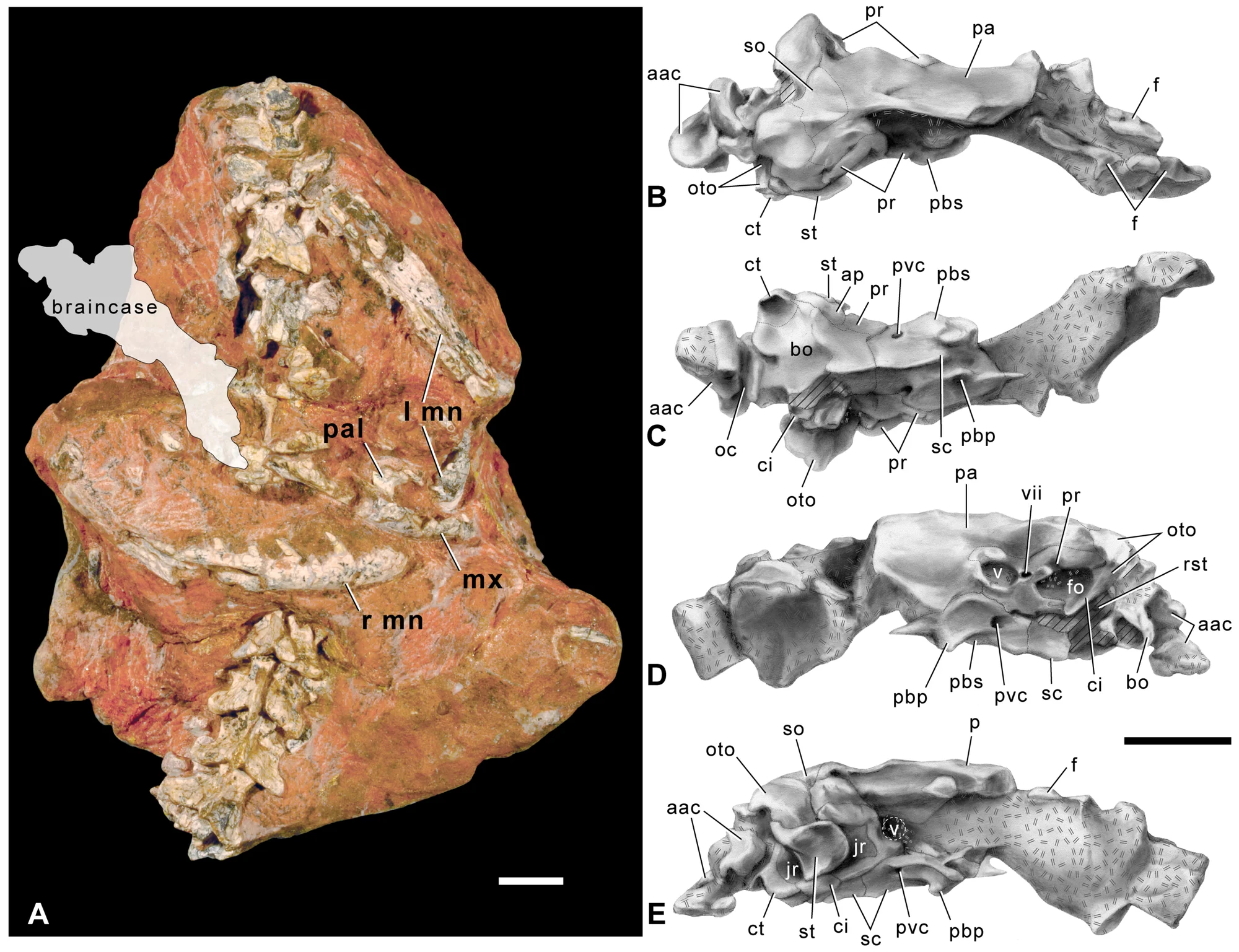 Figure 3. Skull of S. indicus , n. gen. n. sp.