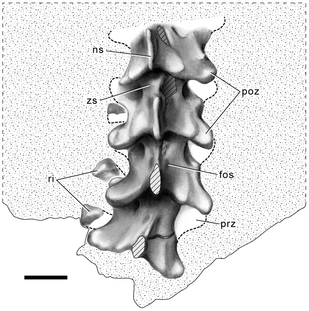 Figure 4. Precloacal vertebrae of S. indicus , n. gen. n. sp.