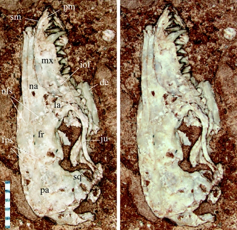 Stereo photographs of the partial skull of A. yanensis (holotype, IVPP V15004). de, dentary; fr, frontal; nfs, nasofrontal suture; fps, frontoparietal suture; ju, jugal; la, lacrimal; mx, maxilla; iof, infraorbital foramen; na, nasal; pa, parietal; pm, premaxilla; sm, septomaxilla; sq, squamosal. Scale bar, 5 mm.