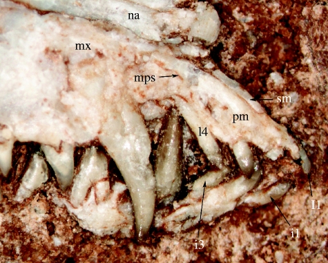 Snout of A. yanensis (holotype, IVPP V15004) with the septomaxilla marked with an arrow. mps, maxillopremaxillar suture; mx, maxilla; na, nasal; pm, premaxilla; sm, septomaxilla.