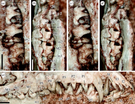 Dentitions of A. yanensis (holotype, IVPP V15004). ( a , c ) Stereo photographs of lingual views of mainly lower molars; ( b , d ) Stereo photographs of labial views of mainly upper molars. ( e ) Lateral view of upper and lower dentitions. al, alveolus for posterolabial root of M3; e, cusp e of m1; me2, metacone of M2; pr1, protocone of M1; pr2, protocone of M2. Measurements in mm: upper tooth length: I1, 0.25; I2, 0.4 * ; I3, 0.4; I4, 0.4; C, 1.0; P1, 0.7; P2, 0.6; P3, 0.5; P4, 1.0; P5, 1.3; M1
