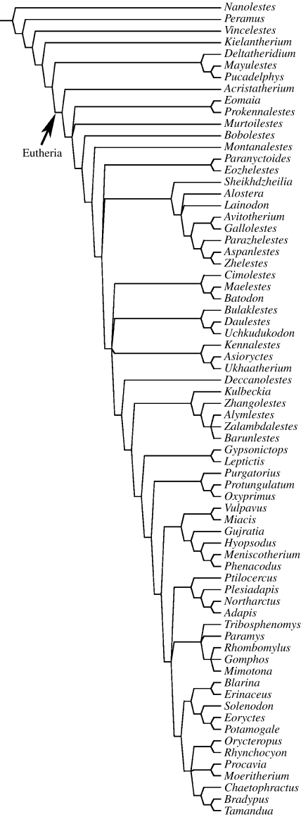 Phylogenetic position of A. yanensis . See text for discussion of the tree. All characters and states are adopted from Wible et al . (2007) . Only those applicable to Acristatherium , based on the sole specimen of A. yanensis (IVPP V15004), are listed below. The numbers correspond to those of characters in the list of Wible et al . (2007) and the state scored for each character is in parentheses. Character scoring for Acristatherium : 1(0); 2(0); 3(0); 4(0/1); 5(0); 6(0); 7(1); 8(1); 9(0); 10(0)