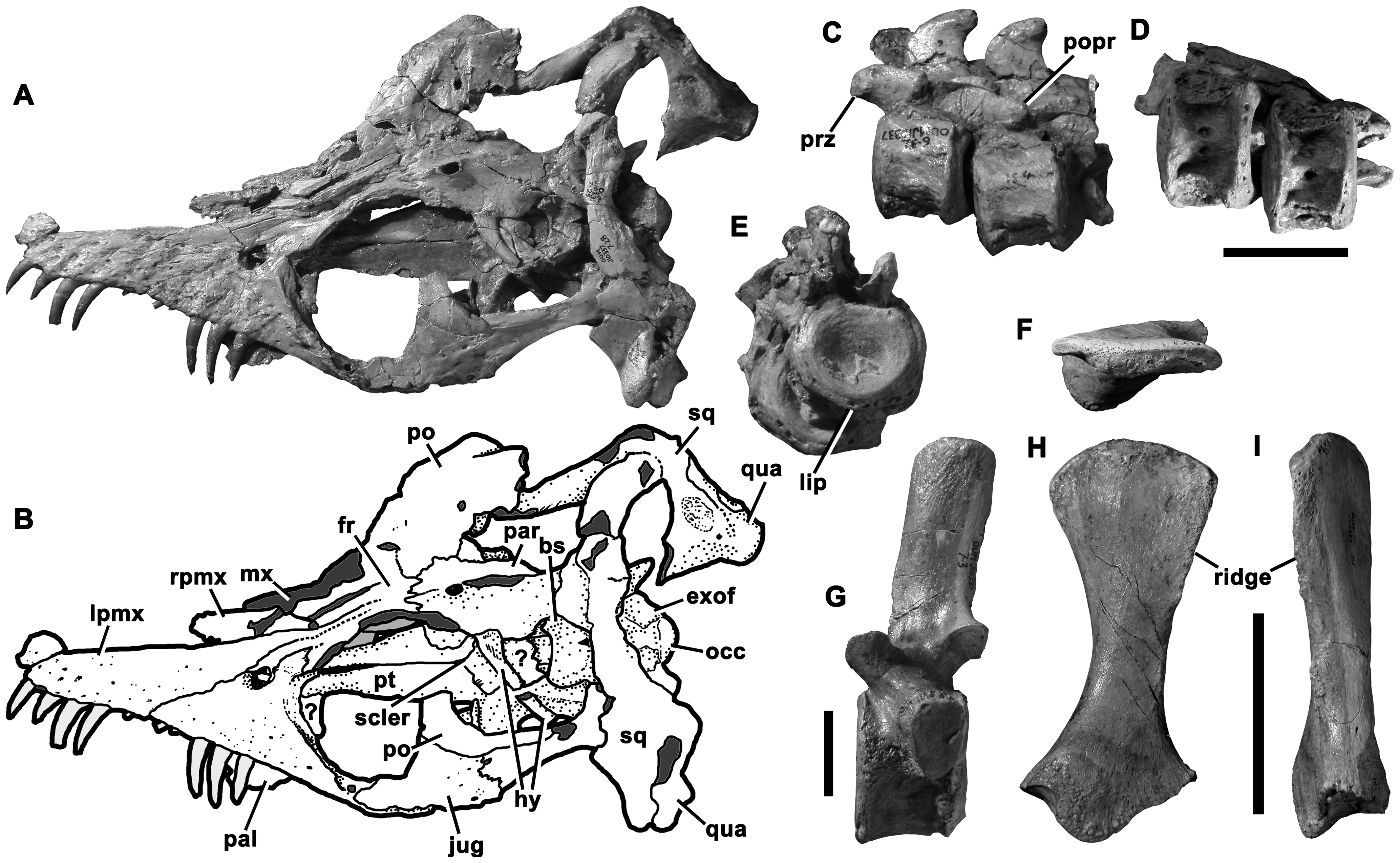 Figure 1. Holotype of Stratesaurus taylori (OUMNH J.10337).