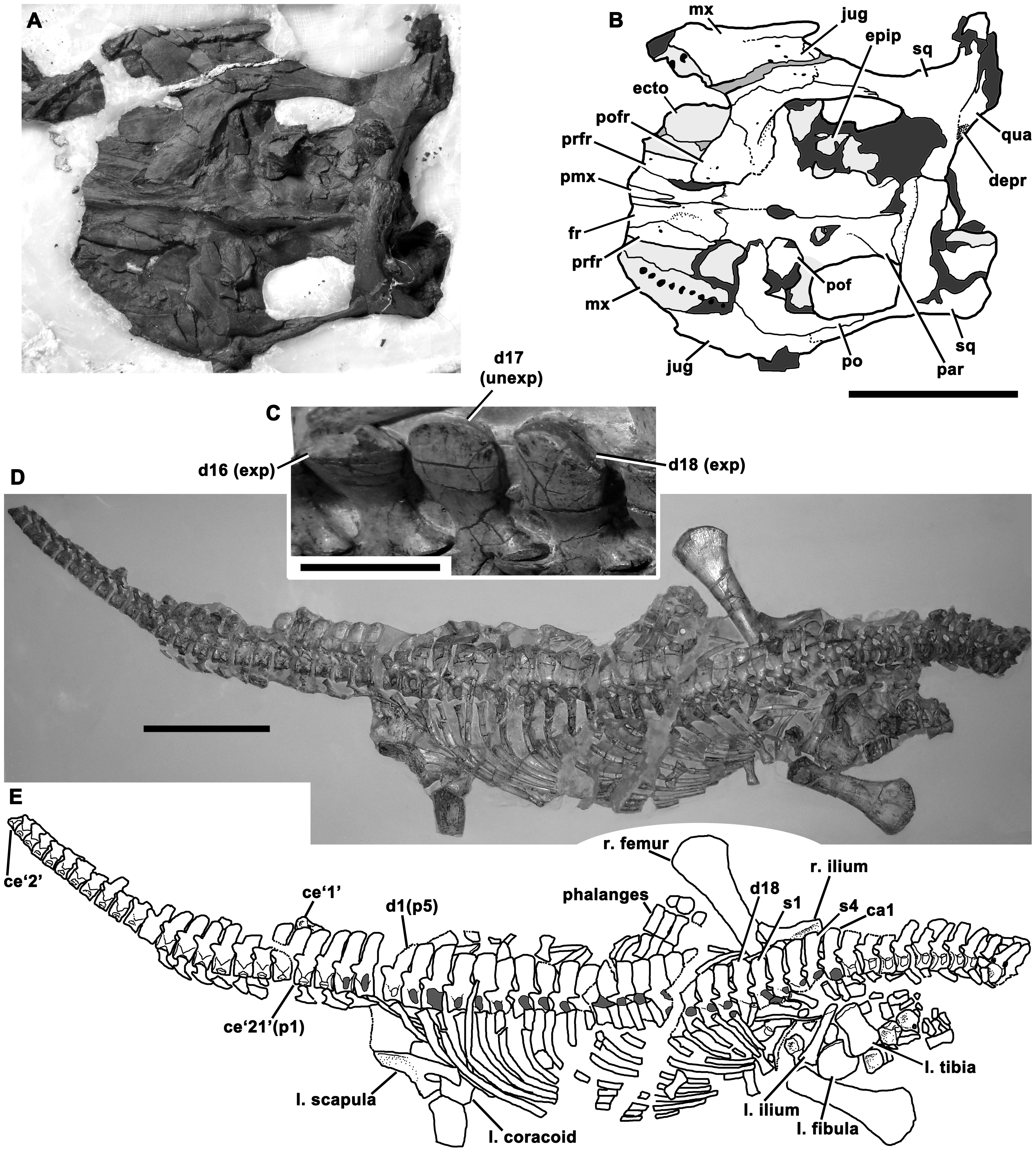 Figure 2. Holotype of Avalonnectes arturi (NHMUK 14550).